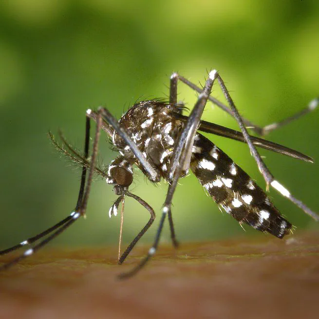 Forecasting relative abundance of mosquitoes in urban areas