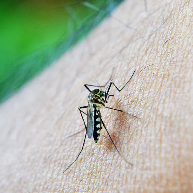 Comparing the Effectiveness of Adulticide Application Interventions on Mitigating Local Transmission of Dengue Virus
