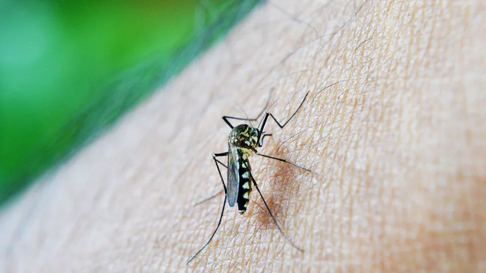 Comparing the Effectiveness of Adulticide Application Interventions on Mitigating Local Transmission of Dengue Virus