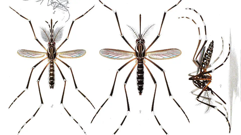 Forecasting the Relative Abundance of Aedes Vector Populations to Enhance Situational Awareness for Mosquito Control Operations